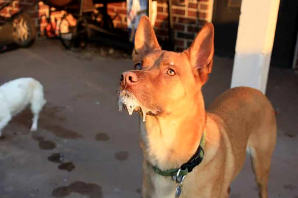 Dogsaholic Be careful of the saliva.